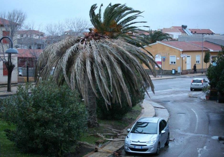 Punteruolo: mille palme sono a rischio estinzione 