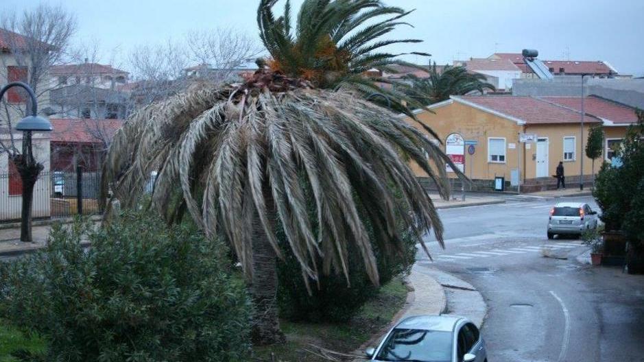 Punteruolo: mille palme sono a rischio estinzione 