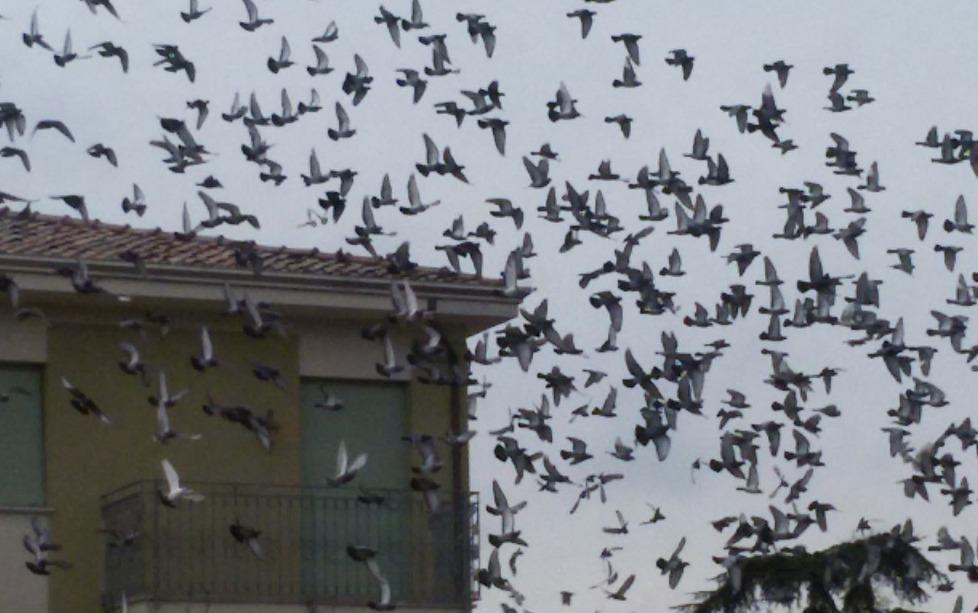 Cittadini esasperati dai piccioni invadenti 
