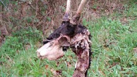 Vezzano, carcassa di capriolo e peli di lupo vicino a una casa