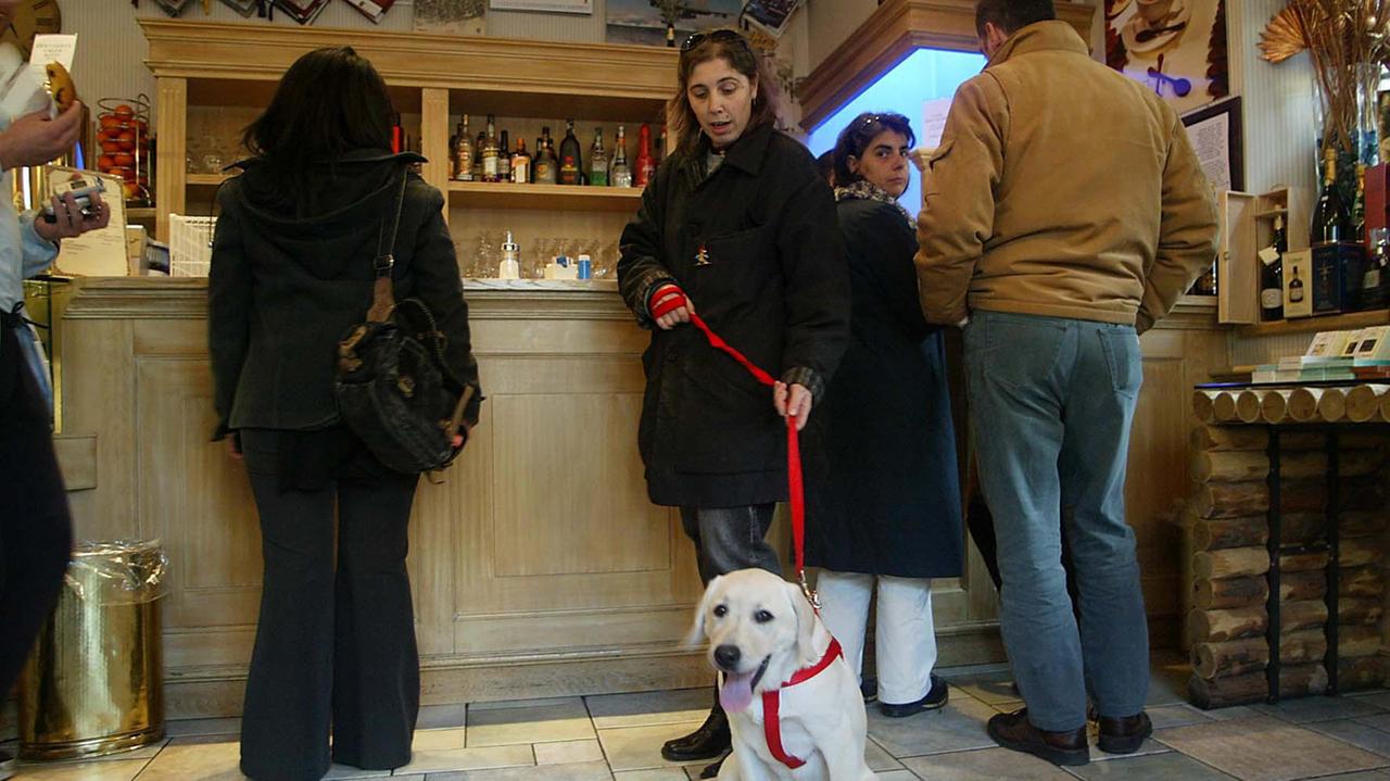 Ingresso dei cani nei locali pubblici, il Comune disciplinerà l'accesso