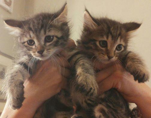 Carloforte, aggredisce una donna perché si prende cura di una colonia di gatti