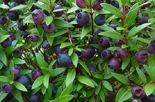  Raccoglie mirto: pestato a sangue 
