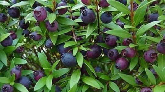 Raccoglie mirto: pestato a sangue