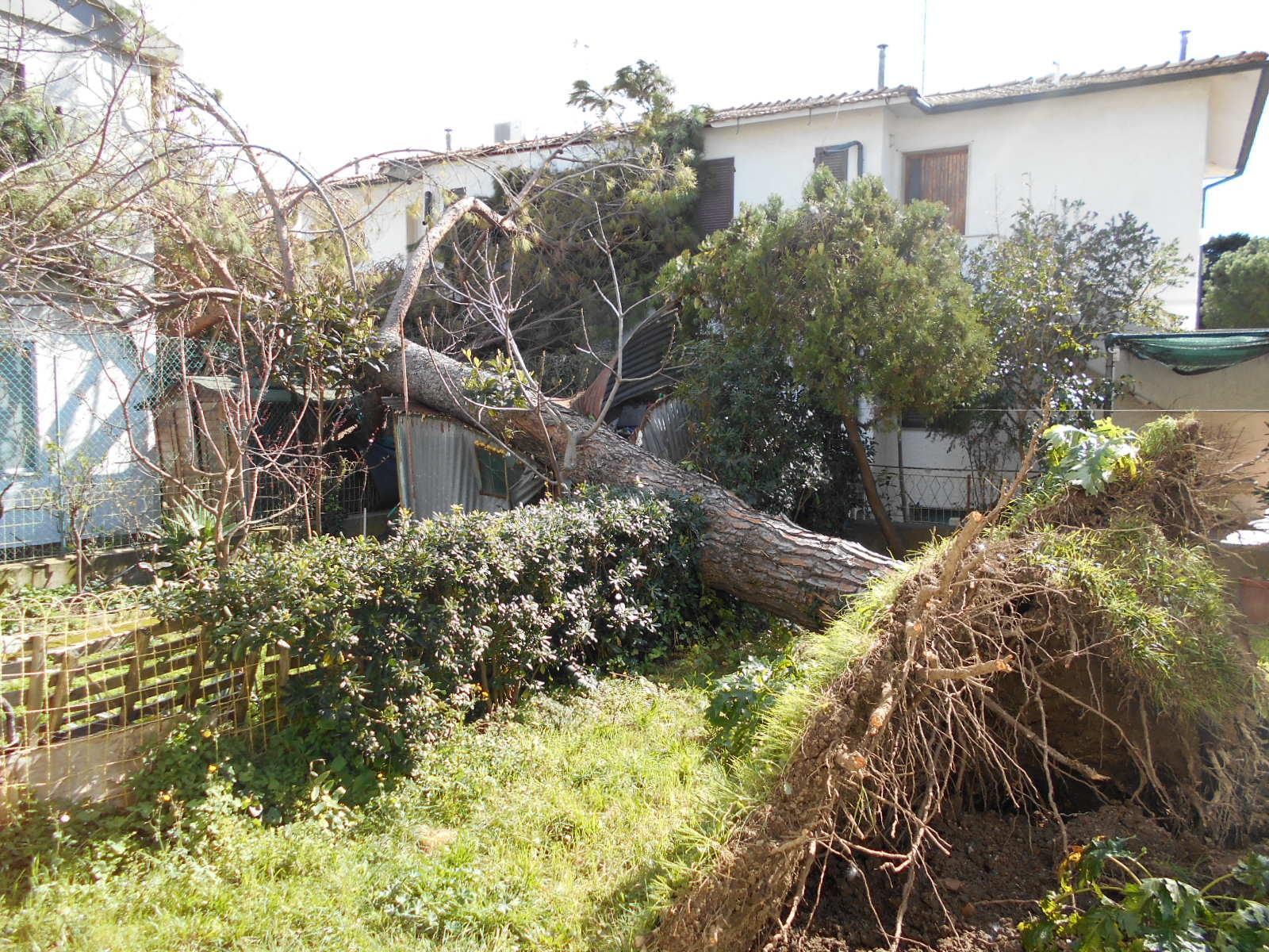 Il pino marittimo abbattuto dal vento in via Colleoli