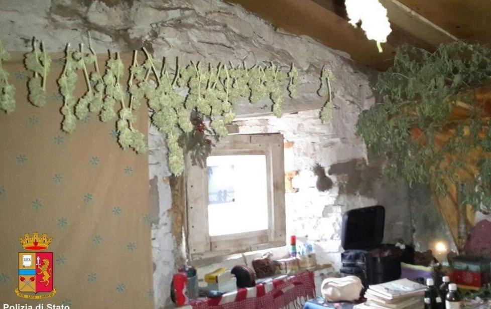 Coltivava cannabis nel bosco: condannato