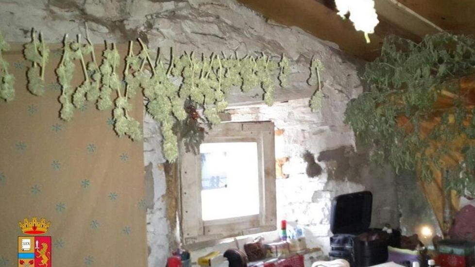 Coltivava cannabis nel bosco: condannato