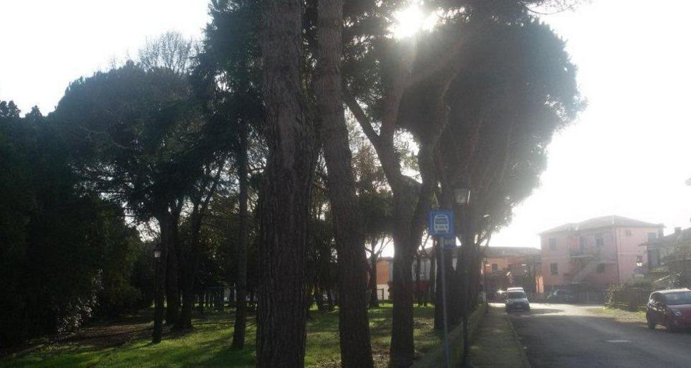 Goro, interventi contro la processionaria