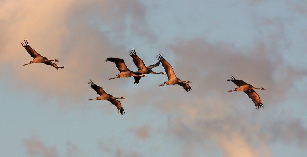 Le gru in volo sui cieli del Padule di Fucecchio (Foto Alessio Bartolini)