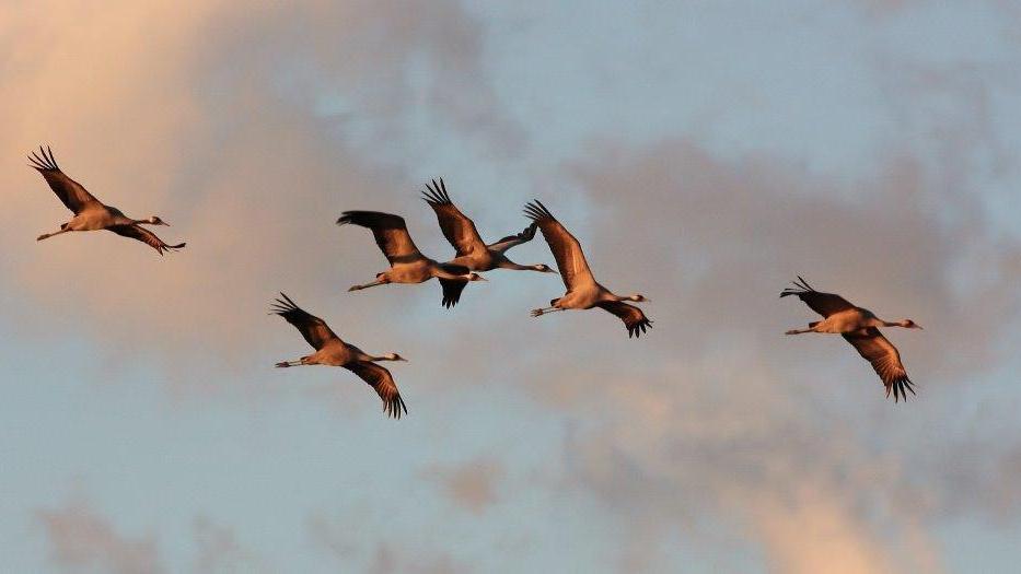 Le gru in volo sui cieli del Padule di Fucecchio (Foto Alessio Bartolini)