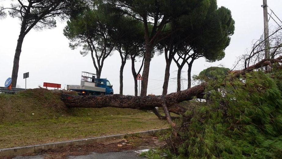 Cadono alberi e rami, due feriti