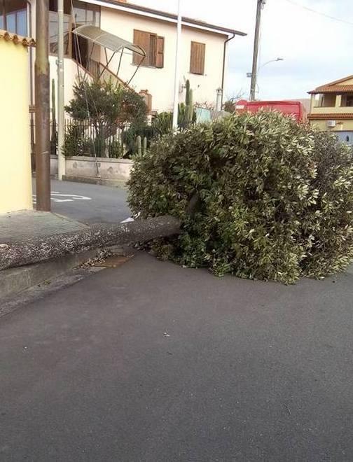 Tempesta di vento, disagi e problemi per alberi abbattuti 