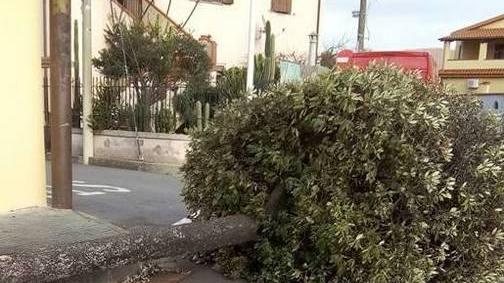 Tempesta di vento, disagi e problemi per alberi abbattuti
