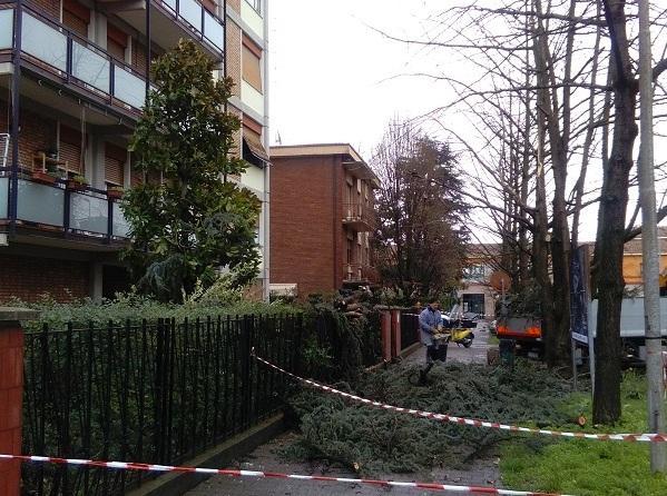 Un grande cedro sradicato dal vento finisce su strada