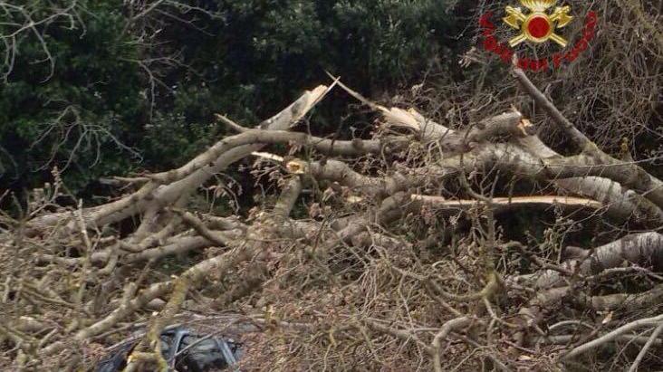 Albero cade per il forte vento e travolge un'auto in sosta
