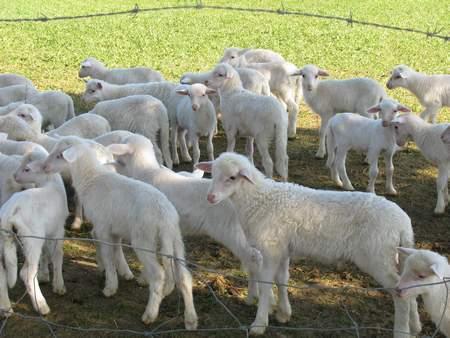 Le pecore di razza sarda dell'agriturismo La Valle degli Ulivi 