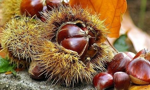 Lo snack alla castagna Igp strega il mondo delle coop 