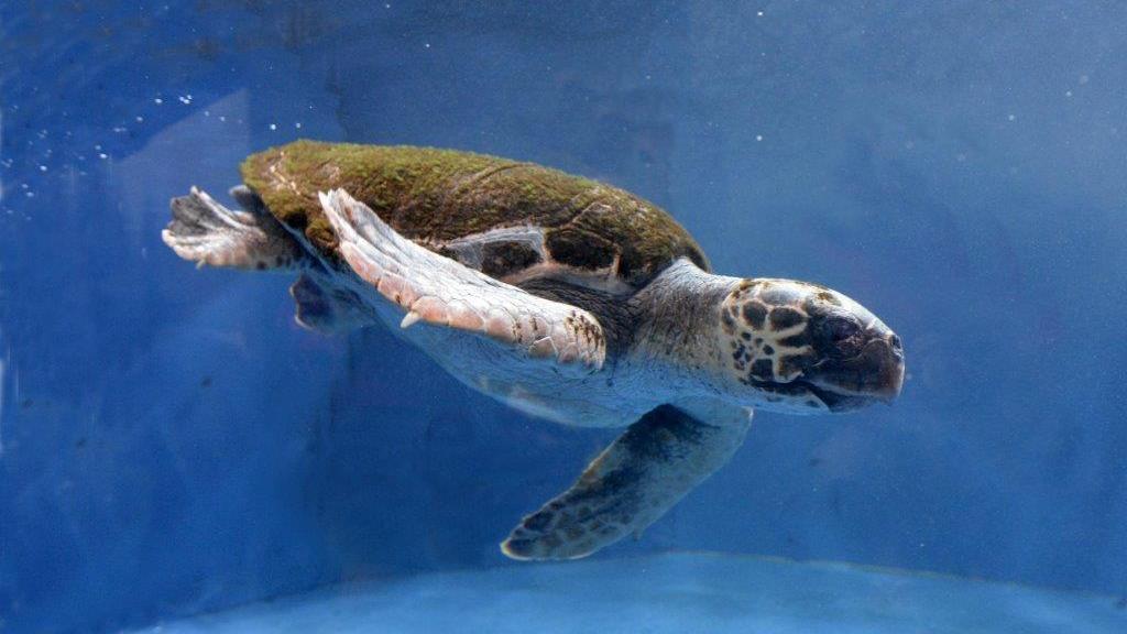 La tartaruga cieca nuota nell'acquario di Cala Gonone