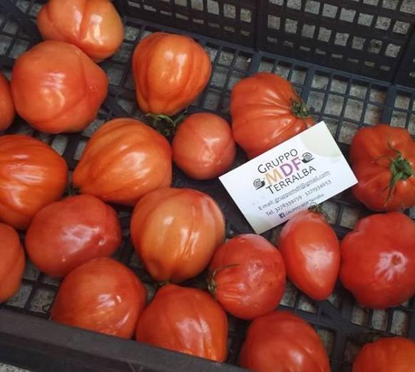 I pomodori abbandonati nei campi offerti gratis in piazza 