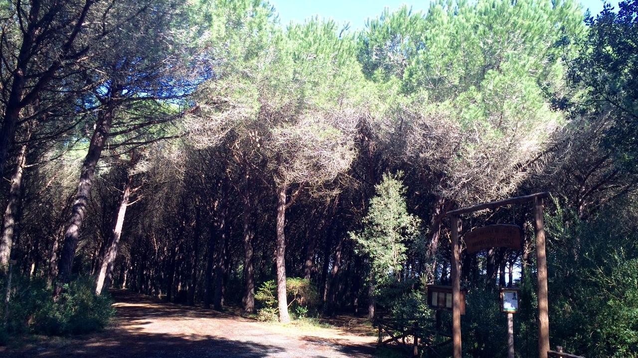 La pineta di Marina di Cecina, dove è morto Fiorini