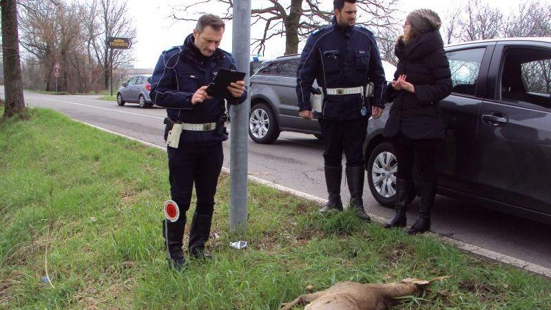 Capriolo investito e ucciso da un'auto a Rivalta