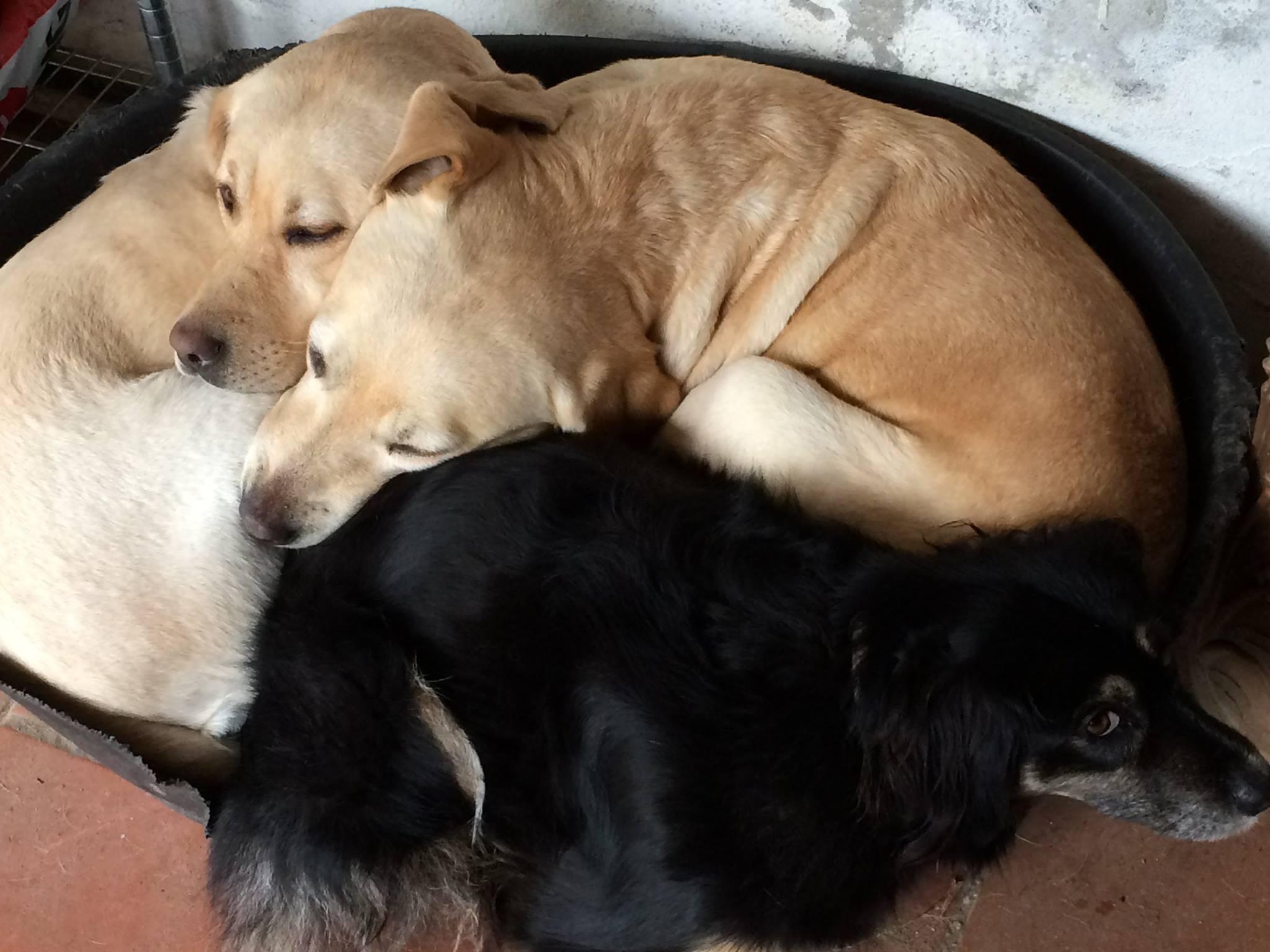 Dory (a sinistra) con la sua cucciola e l'altro cane della famiglia Pucci