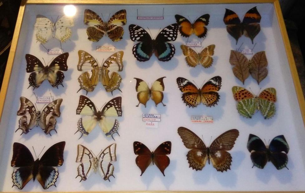 La magia delle farfalle al museo: «Loro ci hanno fatto innamorare» 