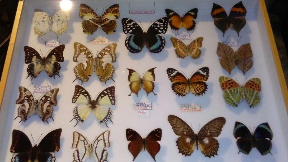 La magia delle farfalle al museo: «Loro ci hanno fatto innamorare»