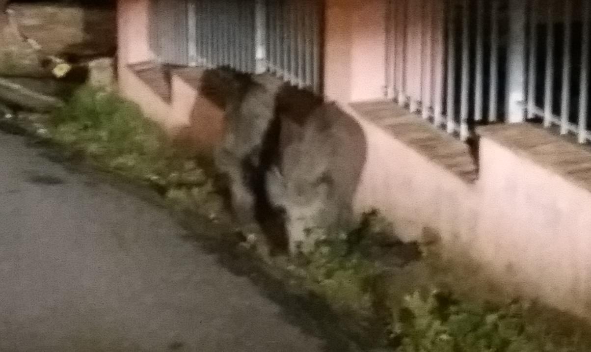 Cinghiali a spasso sulla salita di Montenero - foto