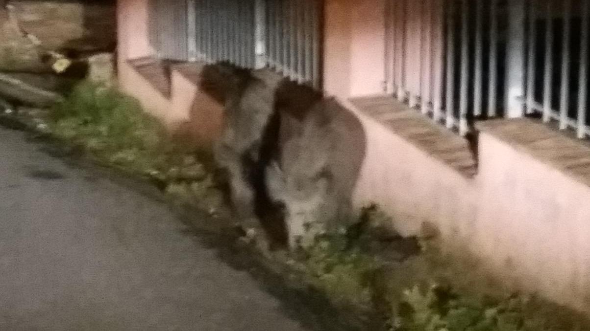 Cinghiali a spasso sulla salita di Montenero - foto