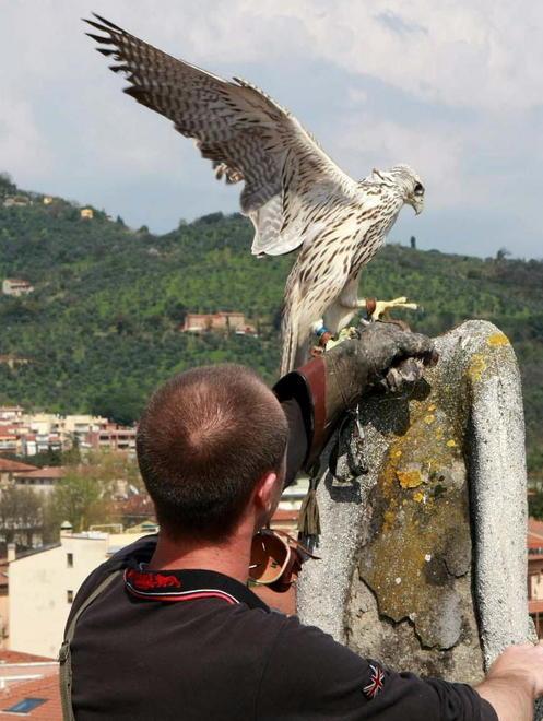 Invasione di piccioni Comune in “guerra” con falchi e droni 