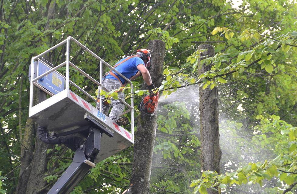 Operai forestali e Regione Scontro sugli stipendi 