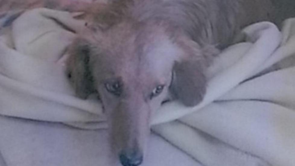 Cagnolino cerca un nuovo padrone