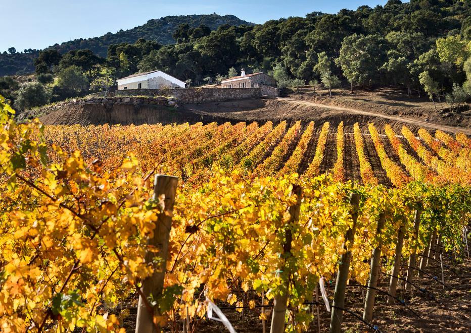 Nuovo brindisi per “Siddùra”, un altro vino ottiene l’oro