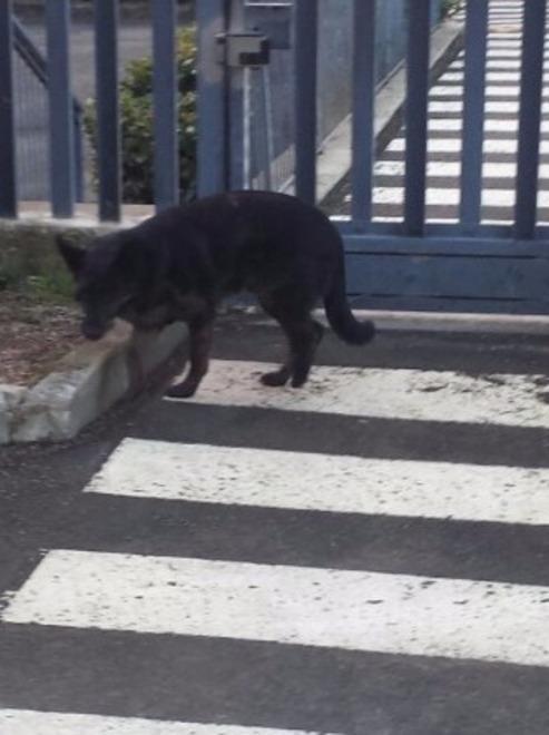 Cane fugge da casa, si perde e si presenta... ai carabinieri