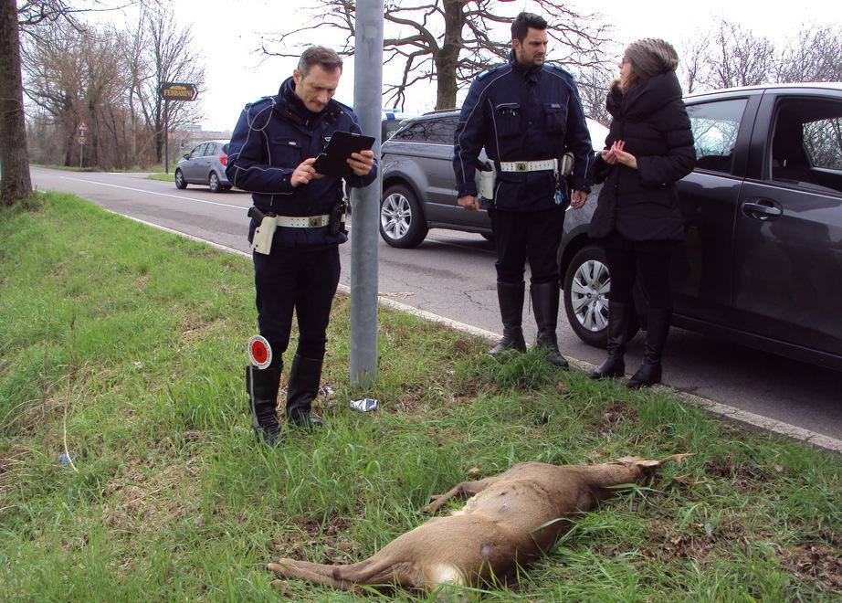 Capriolo investito da un’auto