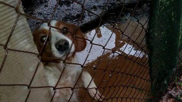 Via i cani dal Martellino entro venti giorni
