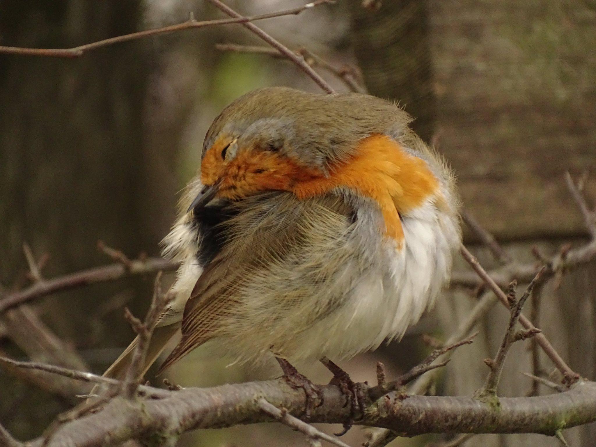 Un pettirosso (foto di Giovanni Ciattini)