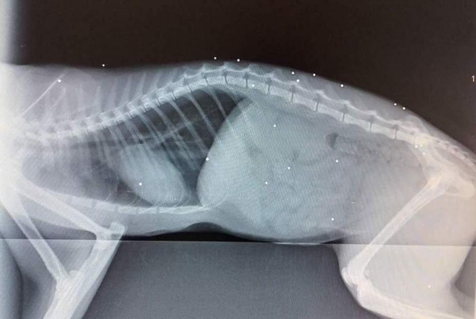 Fucilate a un gatto, trovato con i pallini in corpo