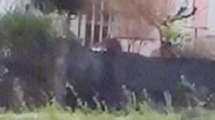 Un cinghiale a spasso vicino alla Cartiera