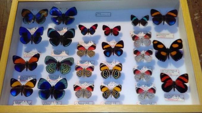 Una storia d’amore nata con le farfalle: ora è una mostra