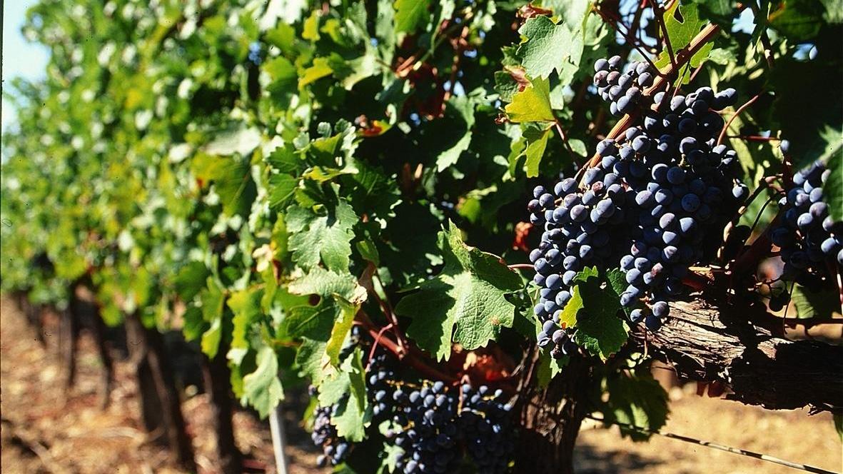 Grappoli d'uva in attesa di essere vendemmiati