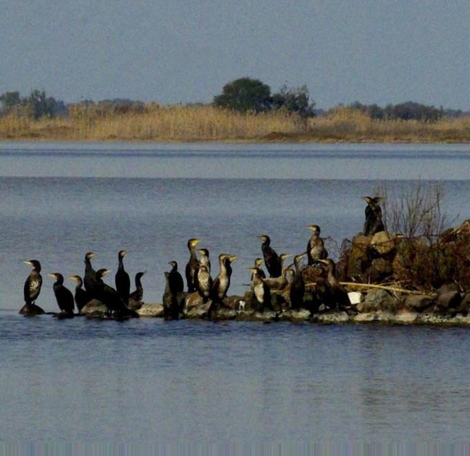 Cormorani mangiatutto, ferme le azioni di contrasto