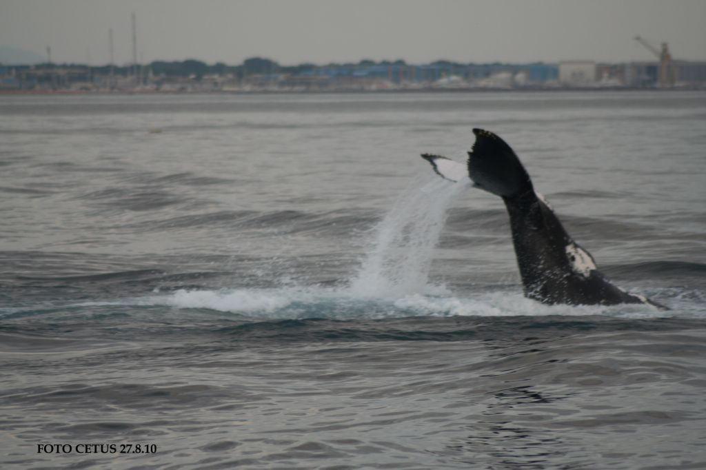 Una balena nela Santuario dei cetacei