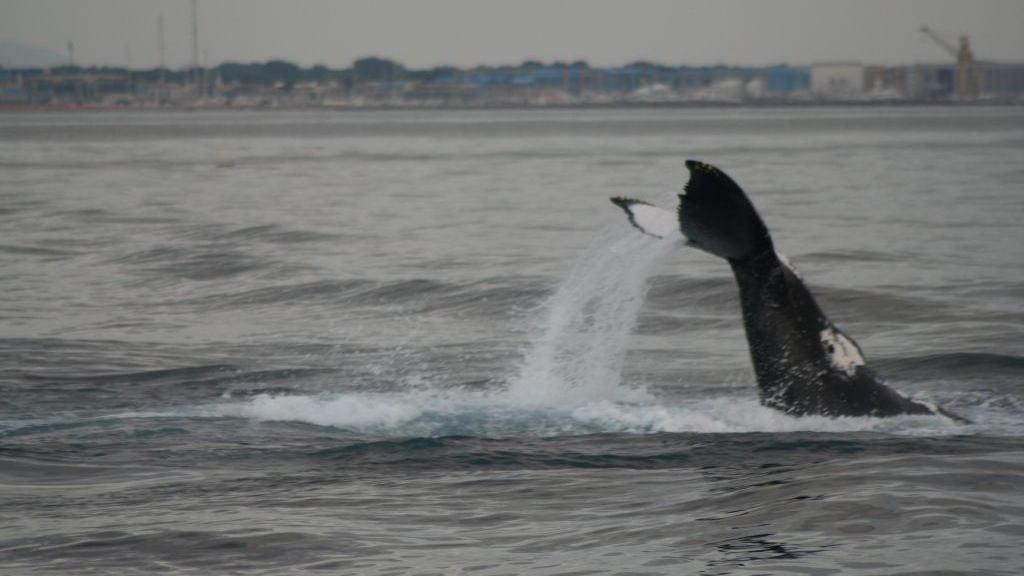 Una balena nela Santuario dei cetacei