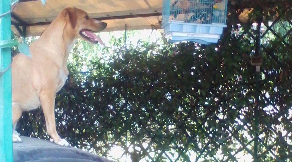 Tre cani avvelenati a Poviglio, uno è morto 