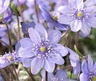 I fiori blu e lilla dell’Hepatica le star di Verdemura