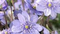 I fiori blu e lilla dell’Hepatica le star di Verdemura