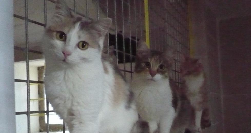 Gatti morti a Modena, per il gattile il boom è legato agli incidenti 