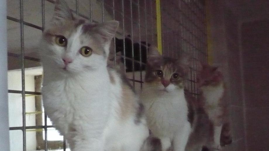Gatti morti a Modena, per il gattile il boom è legato agli incidenti